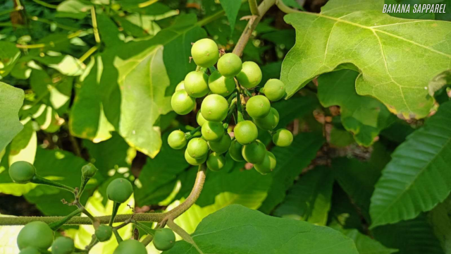 Khasiat Penting Dari Buah Rimbang Yang Jarang Diketahui