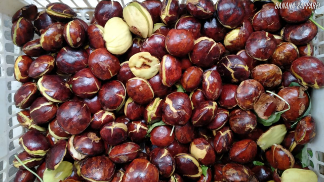 Manfaat Dari Jengkol Untuk Kesehatan Tubuh