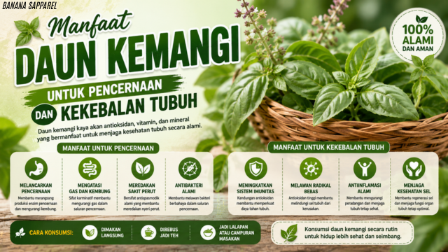 Manfaat Daun Kemangi untuk Pencernaan dan Kekebalan Tubuh